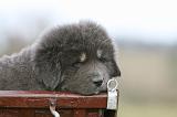 DOGUE DU TIBET 713